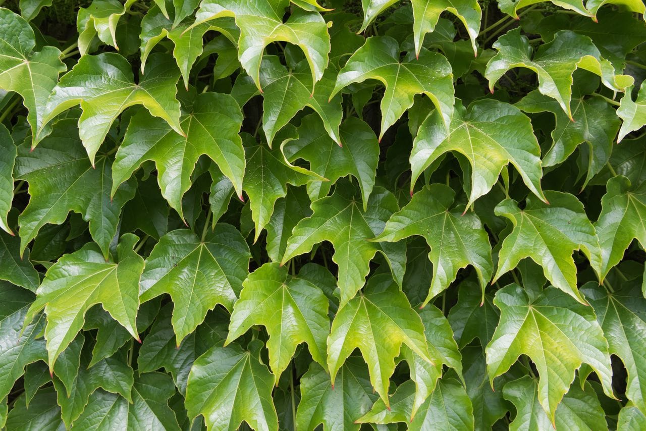 Parthenocissus tricuspidata